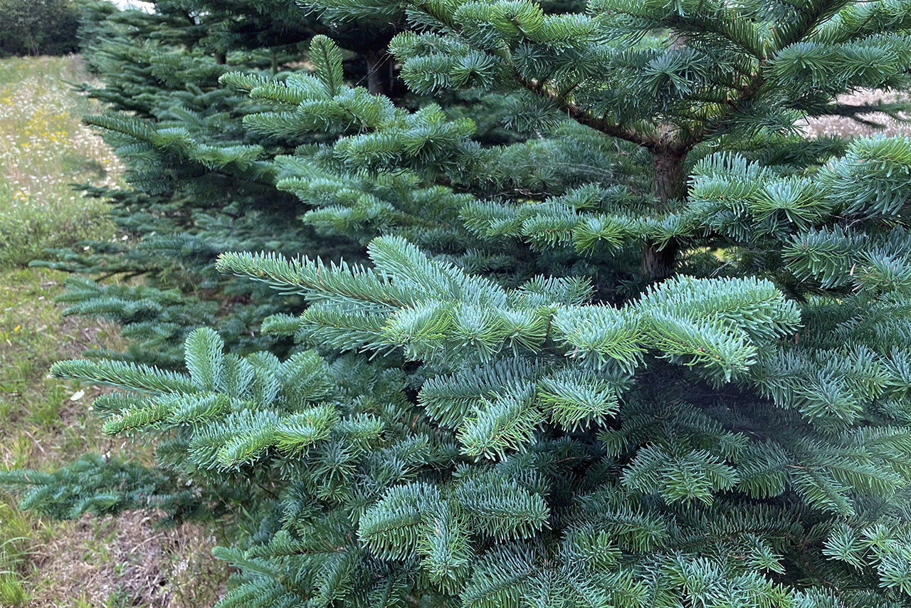 Noble fir
